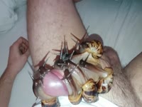Snail animal sex toy by a guy
